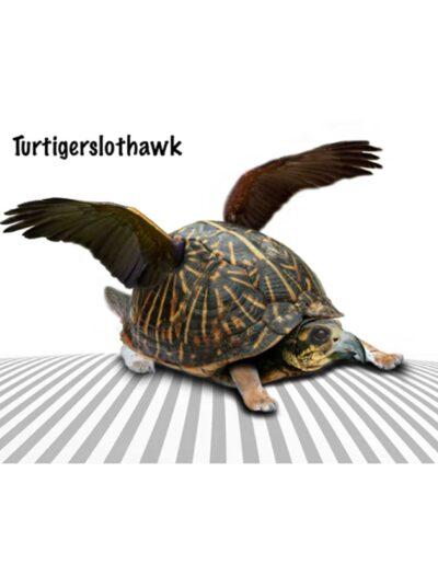 Turtigerslothawk